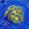 Zoanthids - Green Bay Packers