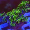 Green Star Polyps