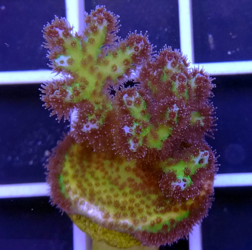 Pocillopora damicornis – Multicolored – Orchard Reef Coral Farm