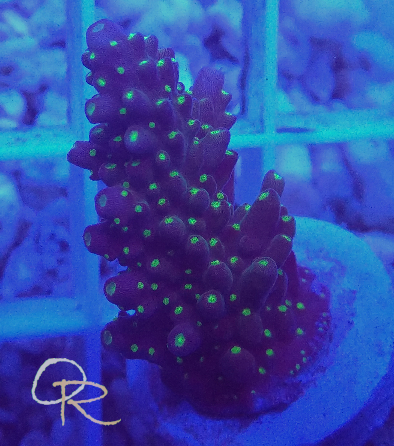 Acropora secale – Bright Green Polyps