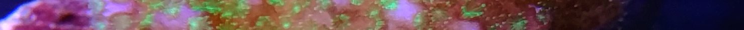 Pocillopora verrucosa – Pink & Green