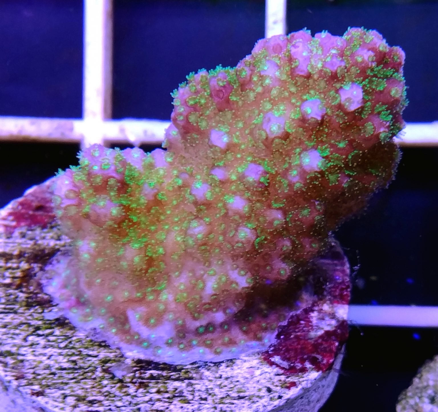 Pocillopora verrucosa – Pink & Green – Orchard Reef Coral Farm
