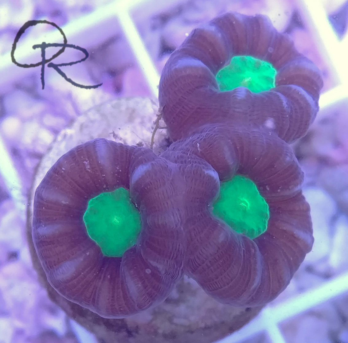 Candy Button Coral – Red & Green