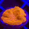 Montipora setosa - Orange