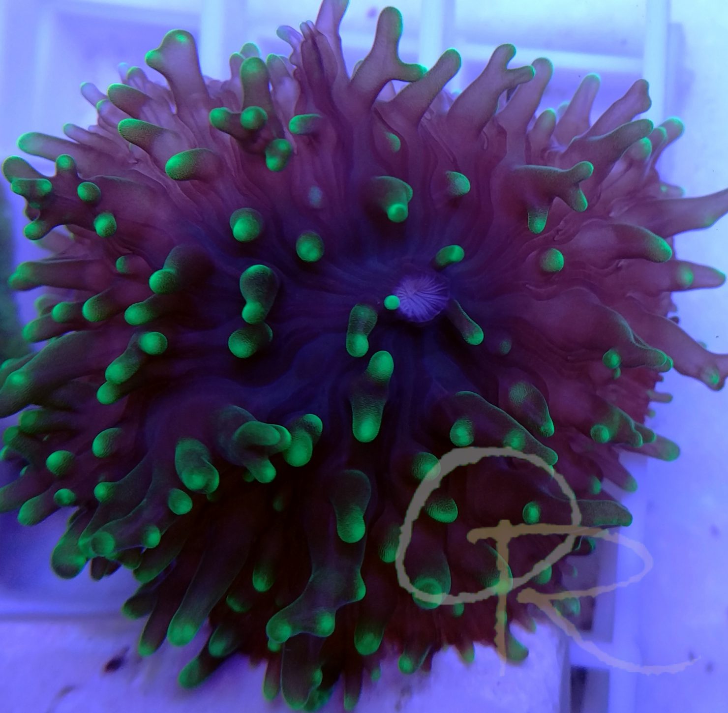 Hairy Green Mushroom Coral