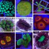 Assorted Corals 10-Pack (Free Shipping)