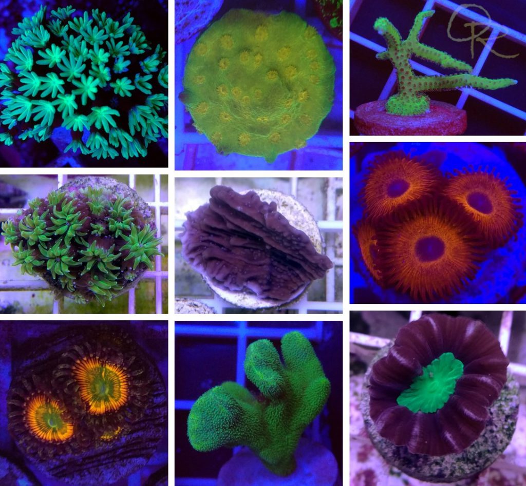 Assorted Corals 10-Pack (Free Shipping) – Orchard Reef Coral Farm