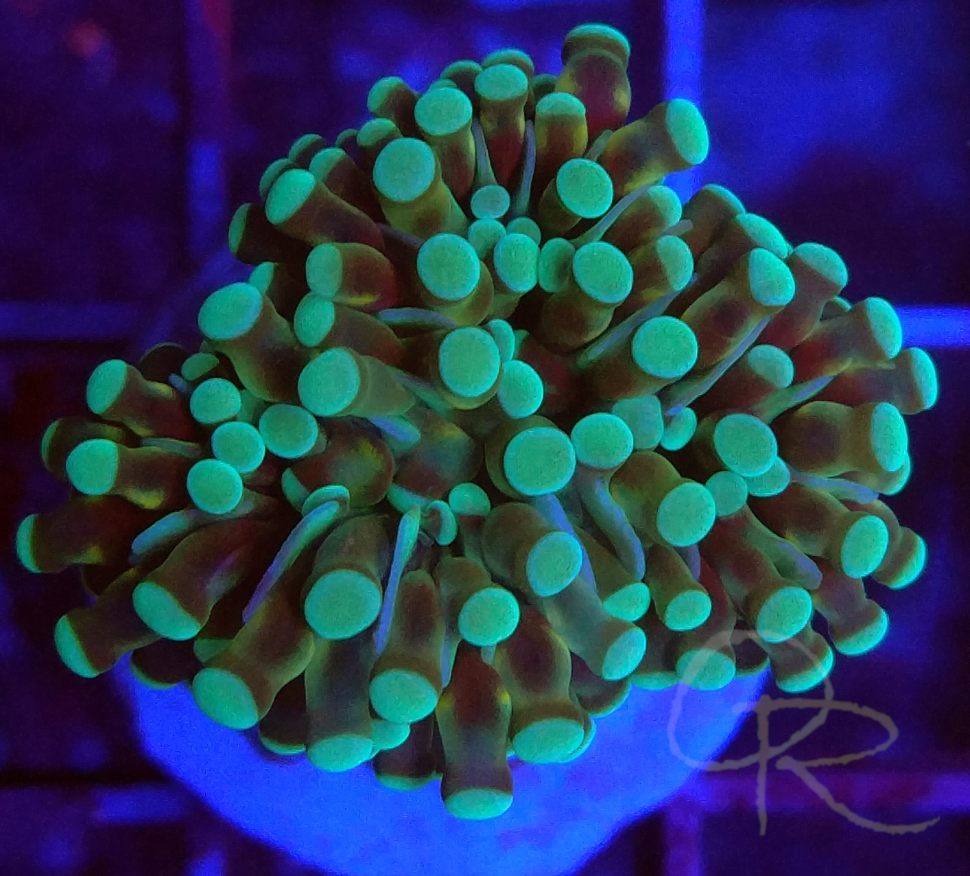 Grape Coral – Neon Green Tips