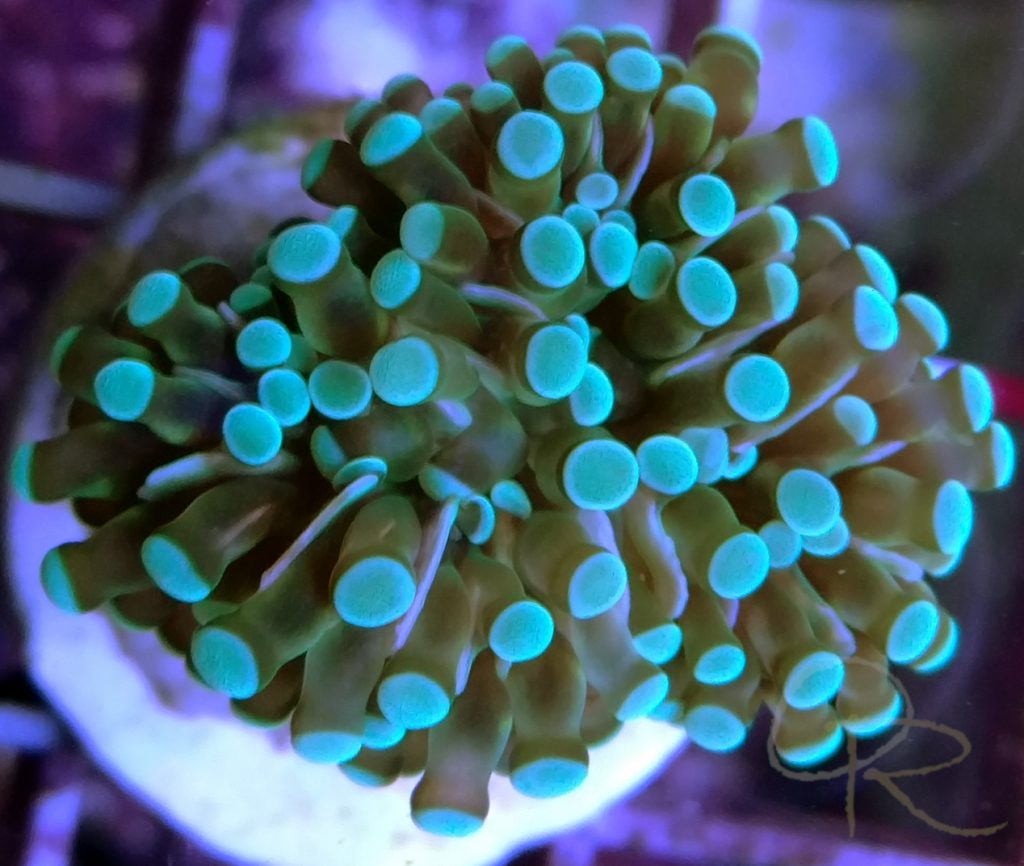 Grape Coral – Neon Green Tips – Orchard Reef Coral Farm