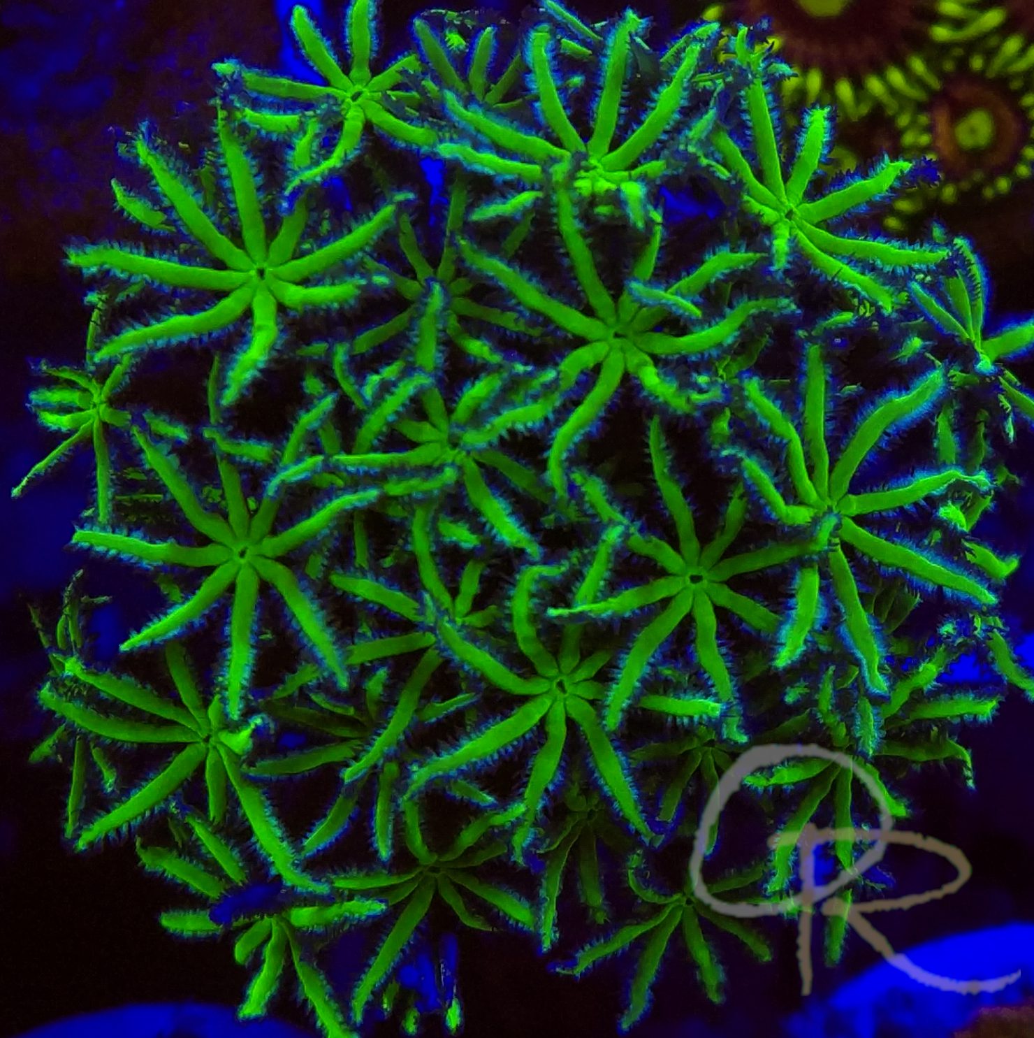 Pipe Organ Coral – Ultra Green (Tubipora)