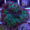 Hairy Green & Purple Mushroom Coral