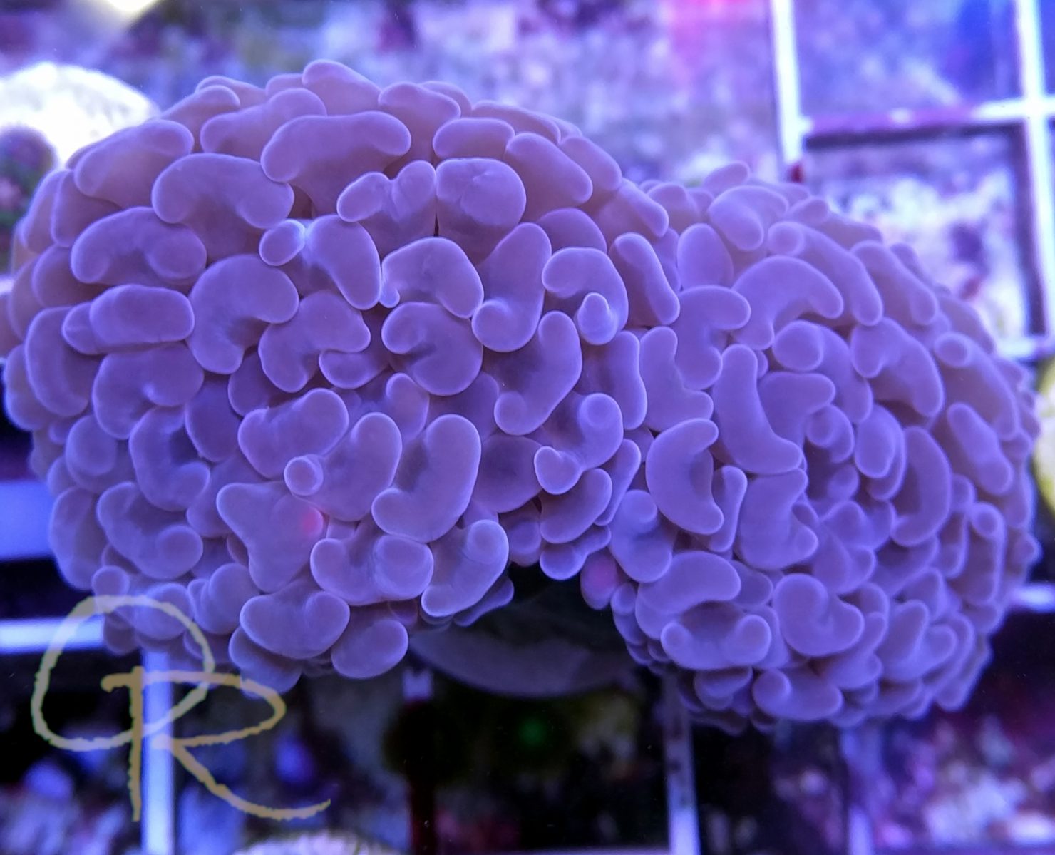 Hammer Coral – Purple