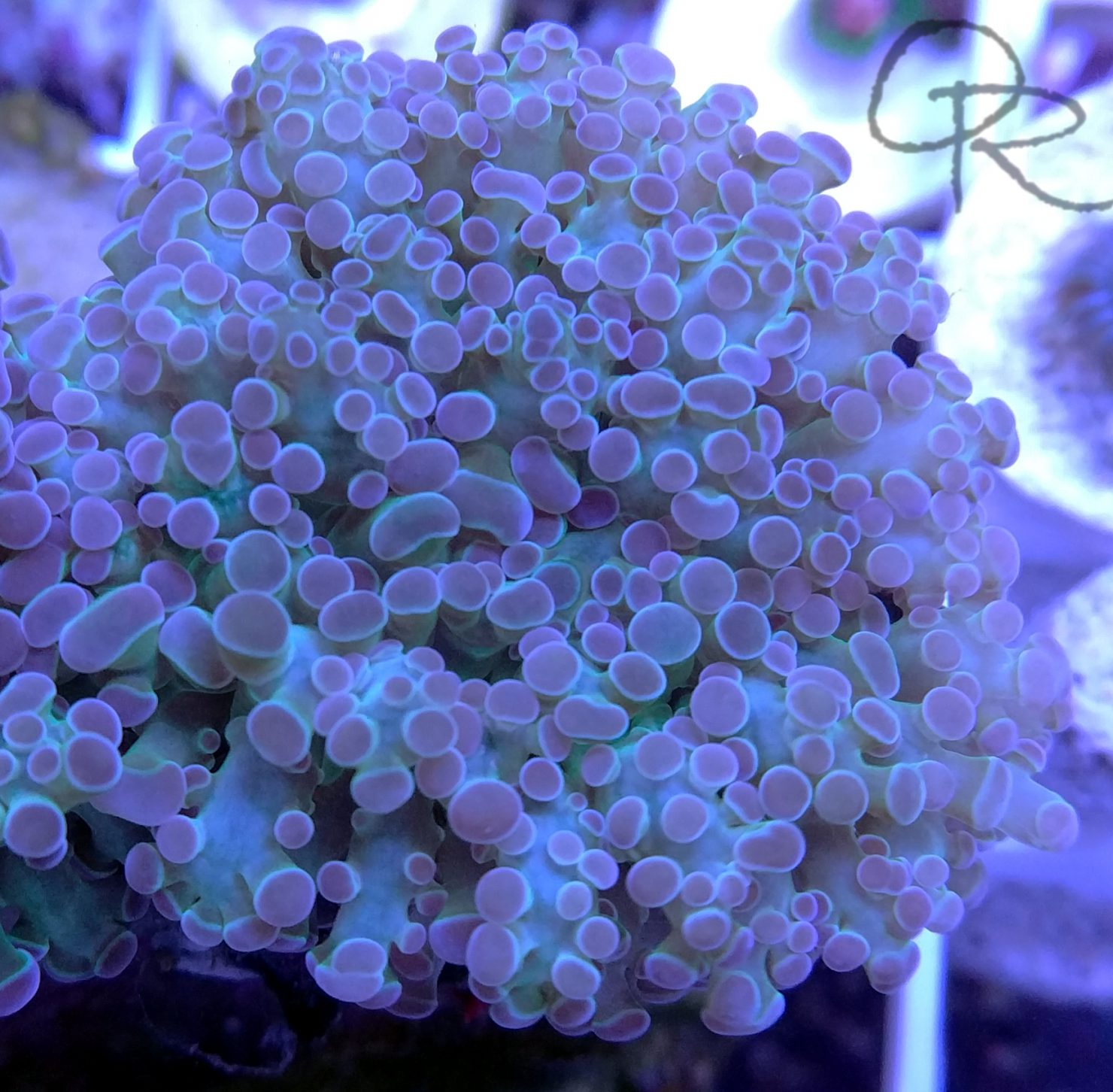 Frogspawn Coral – Purple-Tipped Green