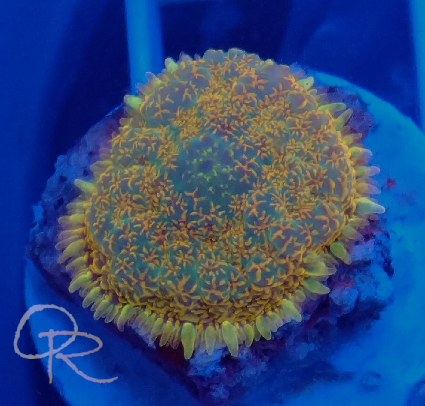Rhodactis Mushroom – Orange and Green