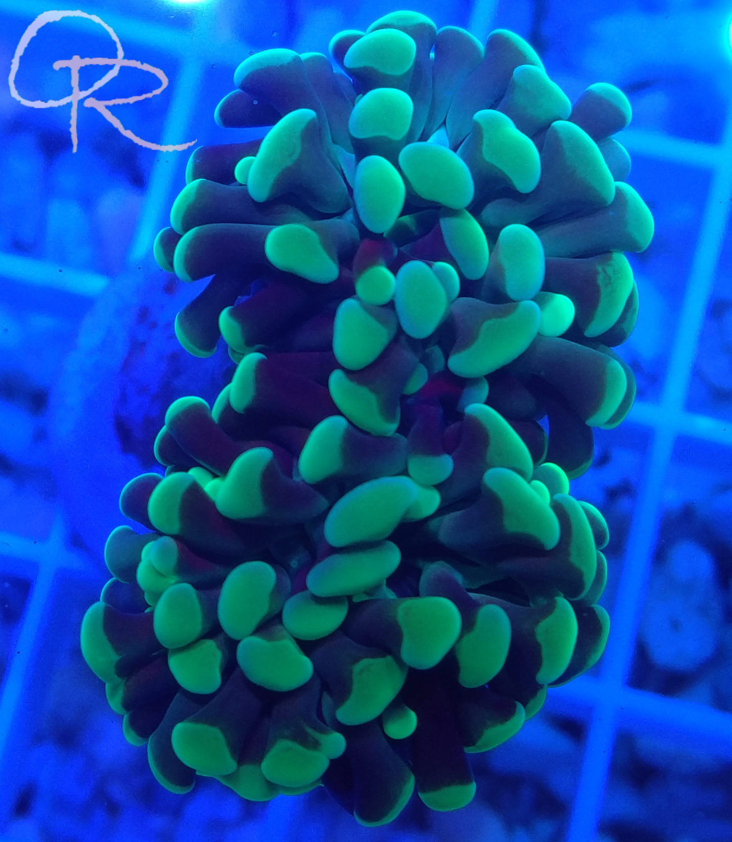 Branching Hammer Coral – Green-Tipped