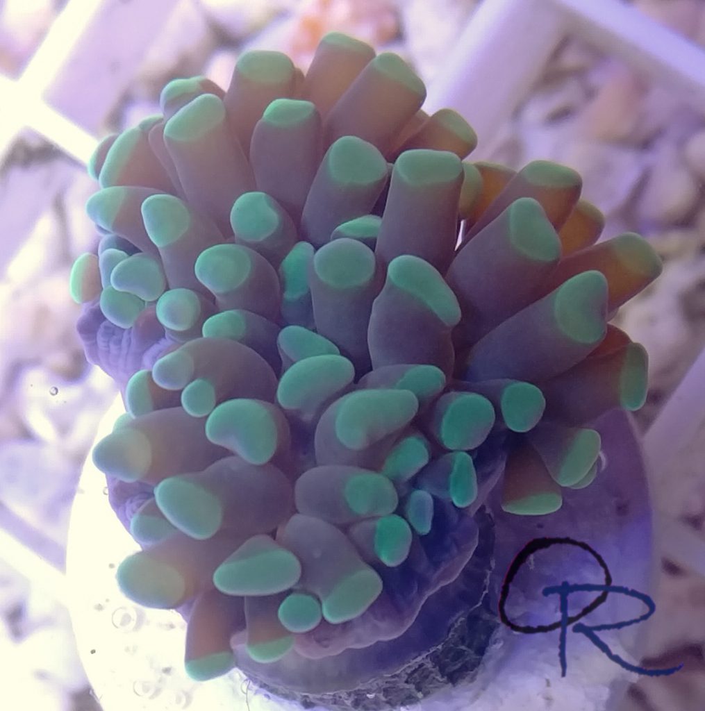 Branching Hammer Coral – Green-Tipped – Orchard Reef Coral Farm