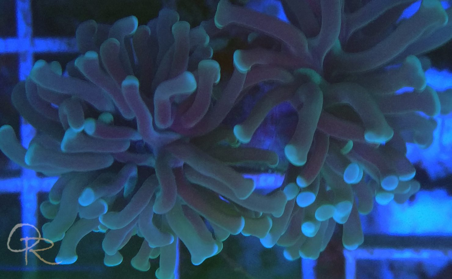 Branching Hammer Coral – Green-Tipped