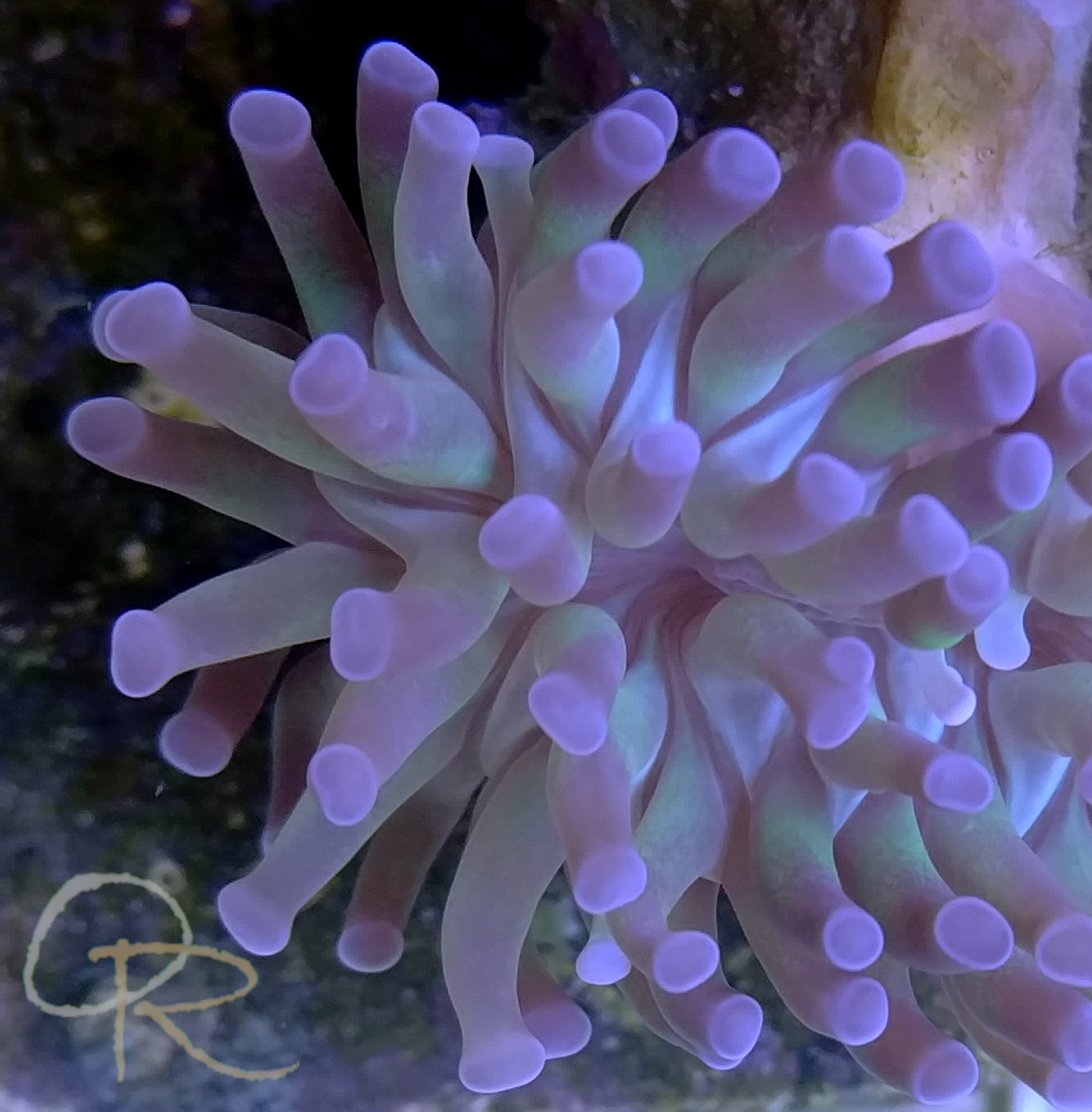 Branching Hammer Coral – Purple and Green