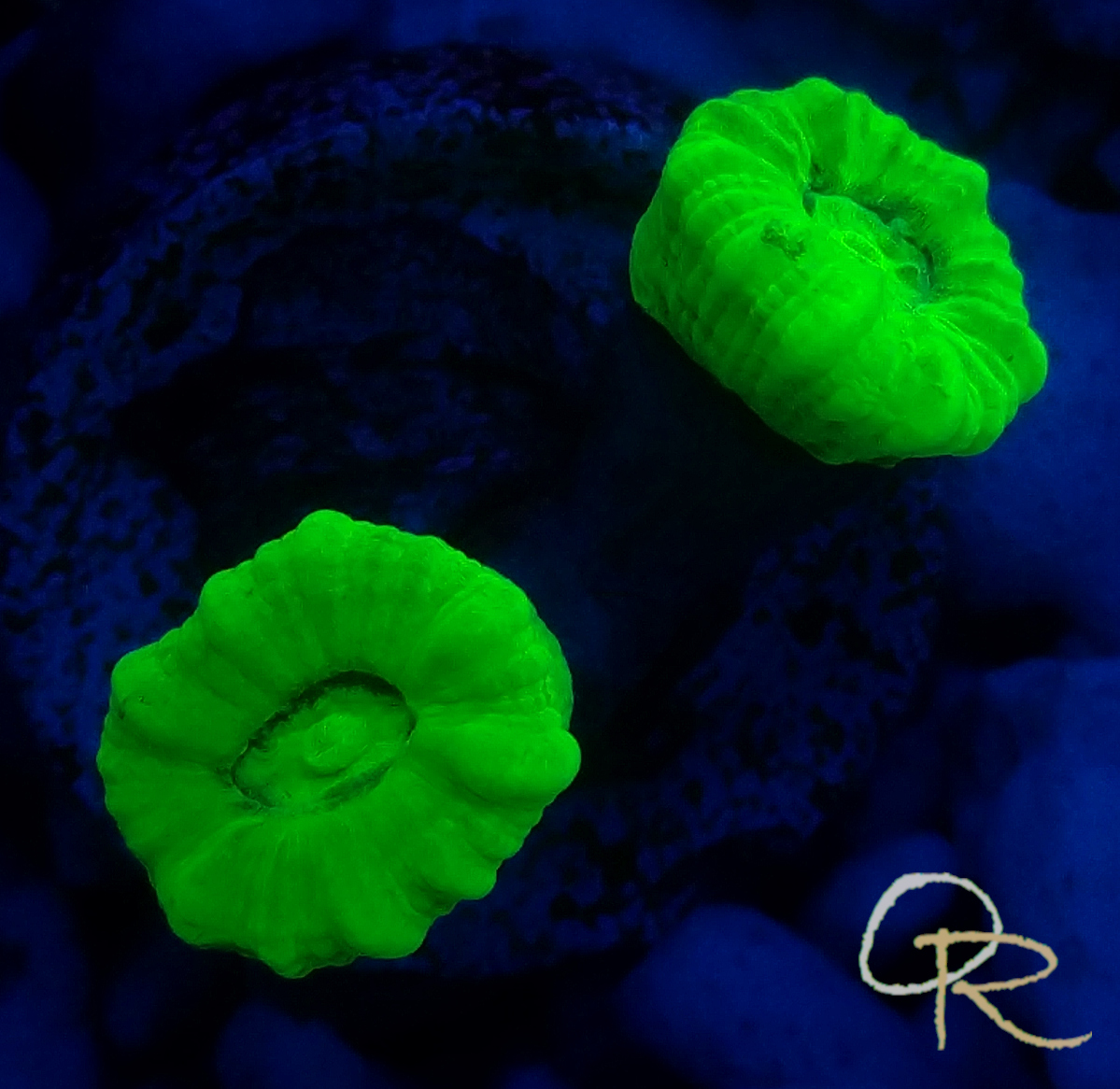 Candy Button Coral – Ultra Green