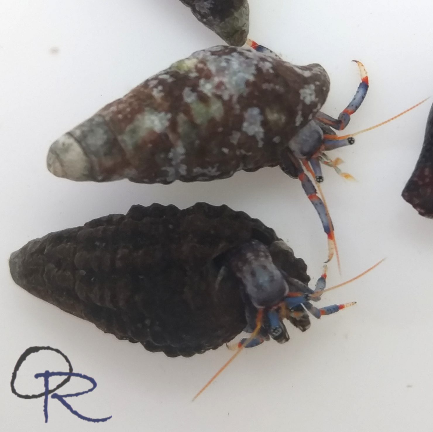 Hermit Crabs – Blue-legged (Tiny)