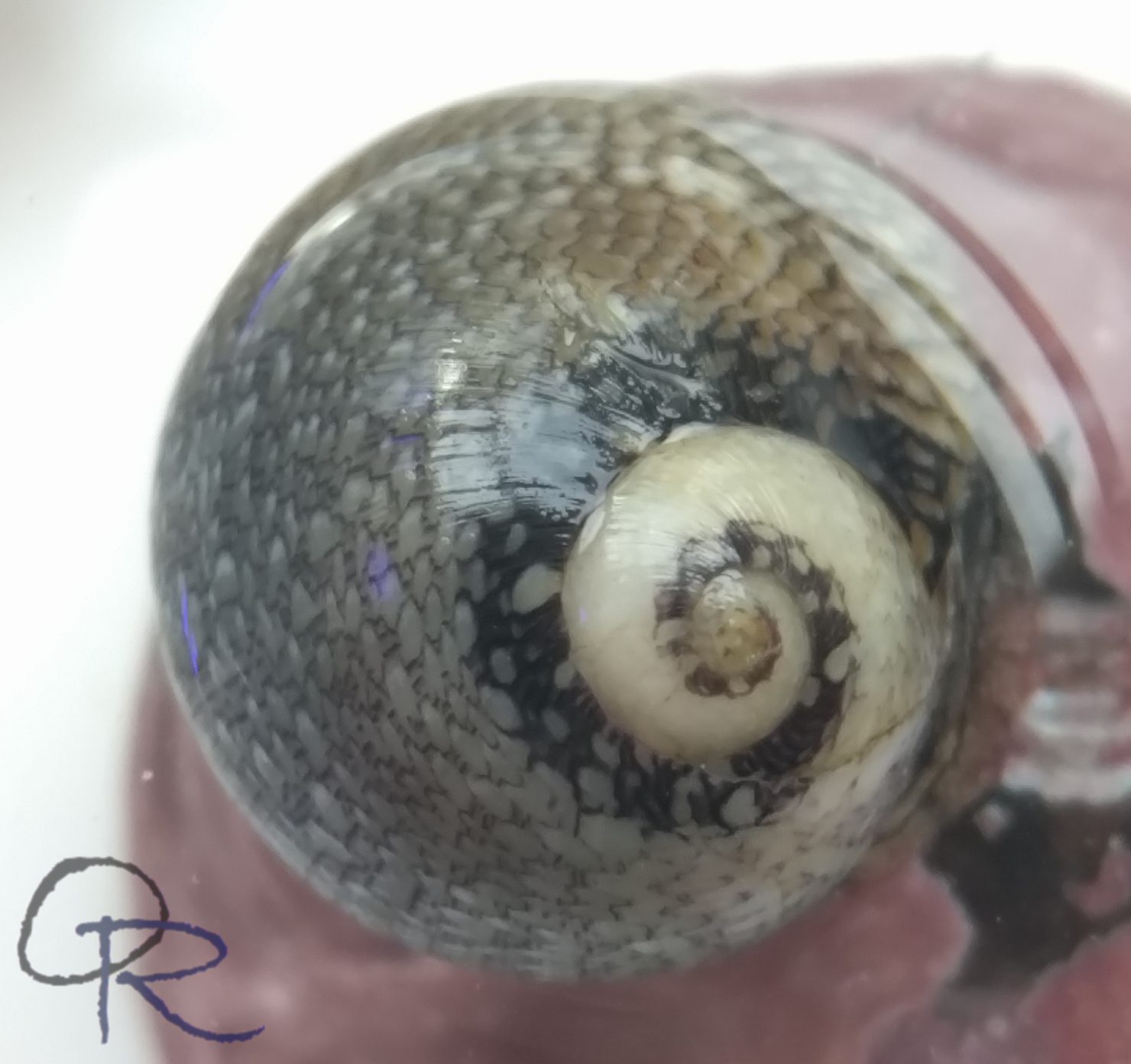 Snails – Nerites