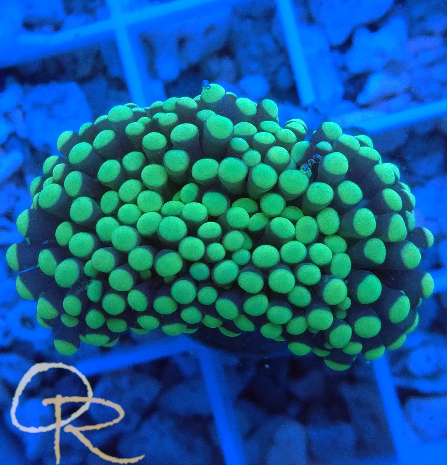Torch Coral – Purple with Neon-Green Tips