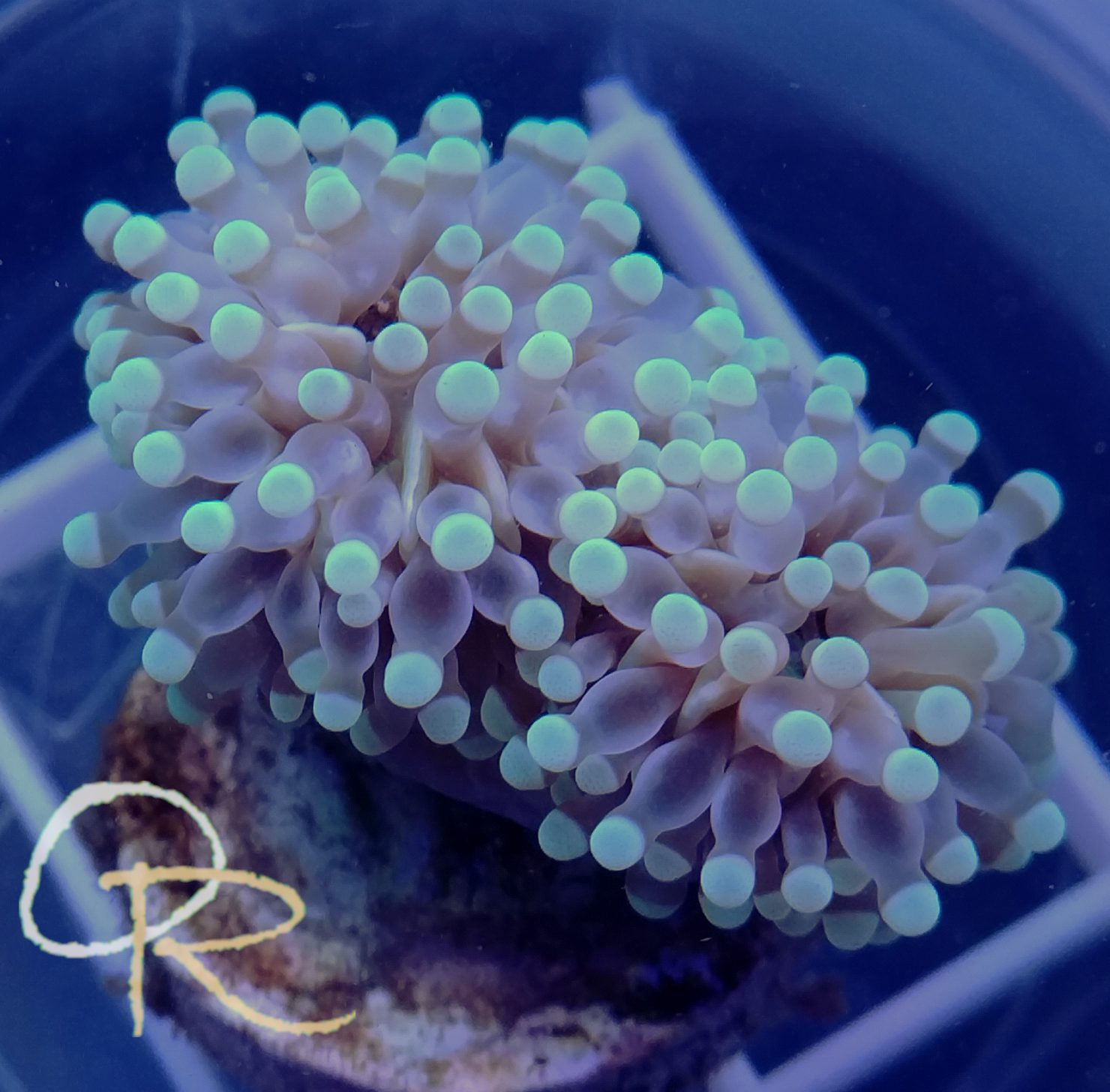Grape Coral – Gold-Tipped