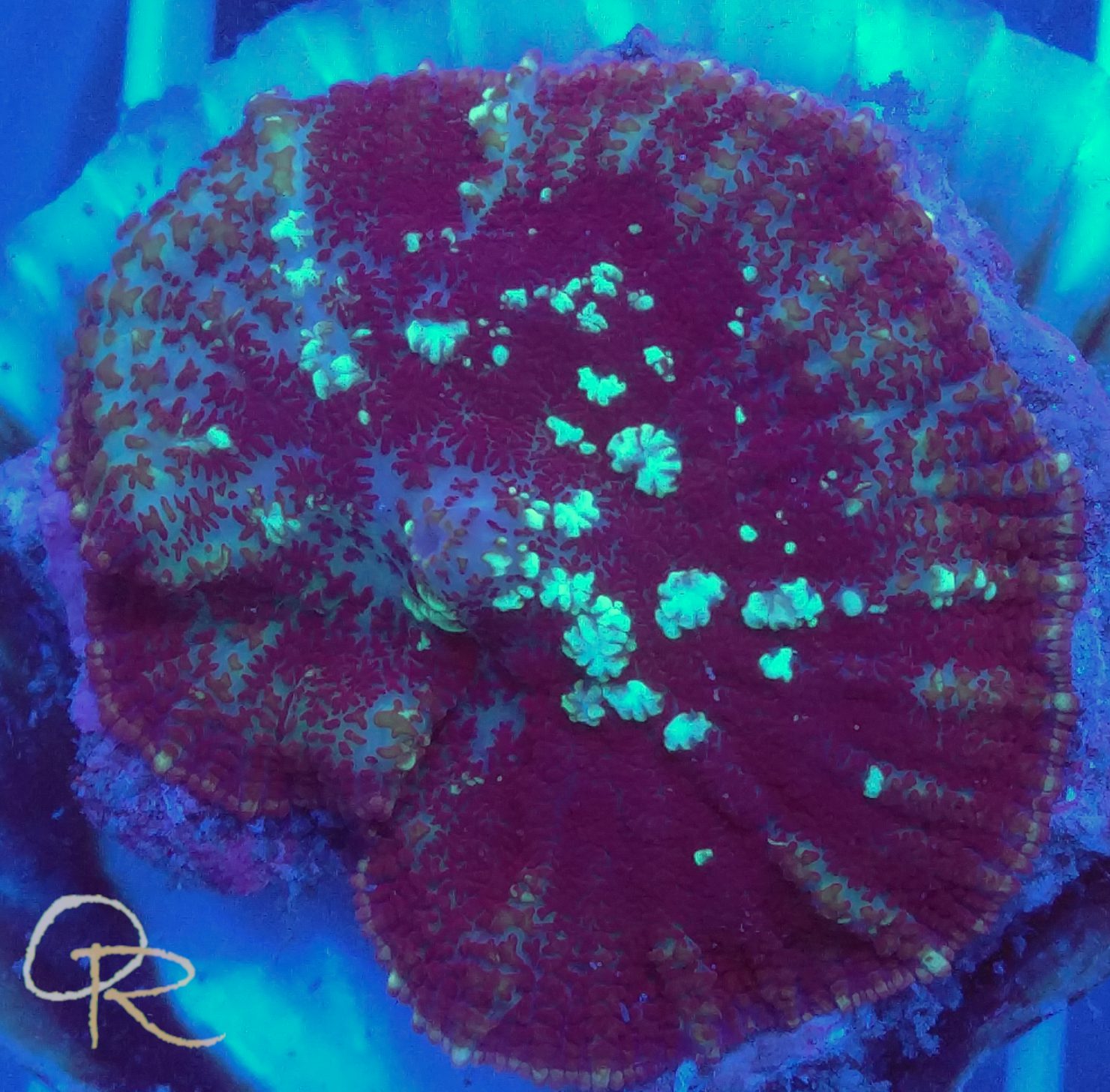 Mushroom Coral – Purple Speckled