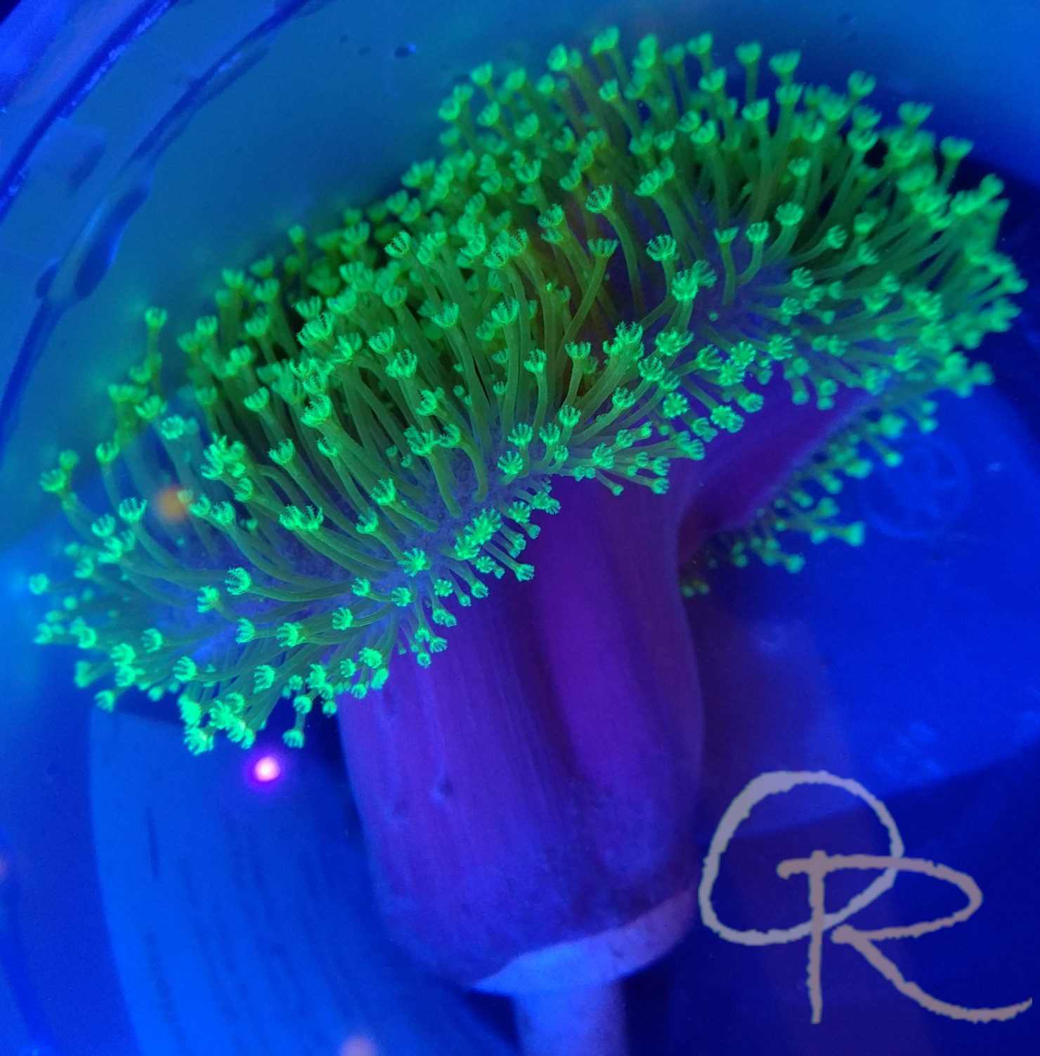 Tyree’s Green Toadstool Coral