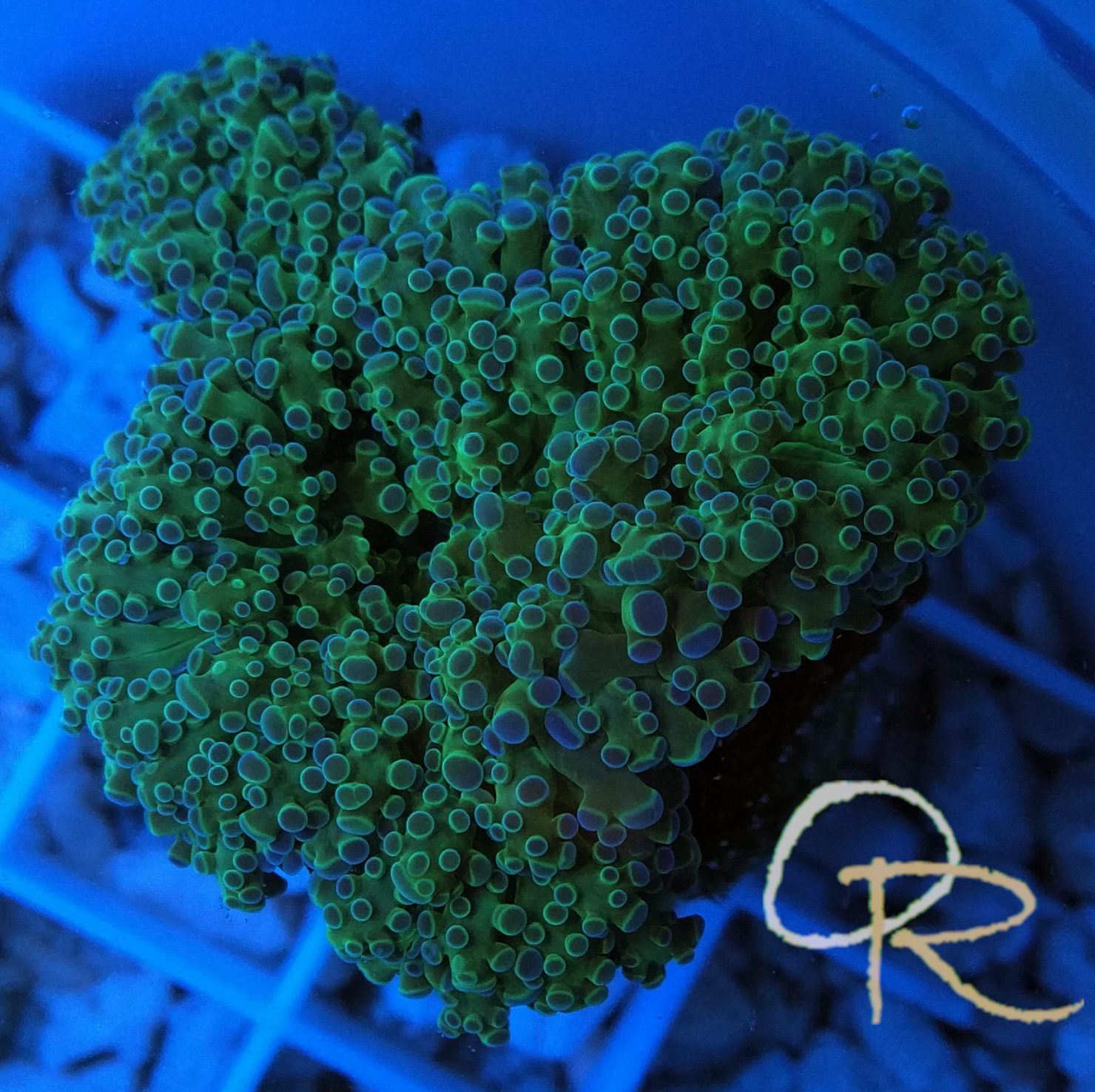Frogspawn Coral – Green