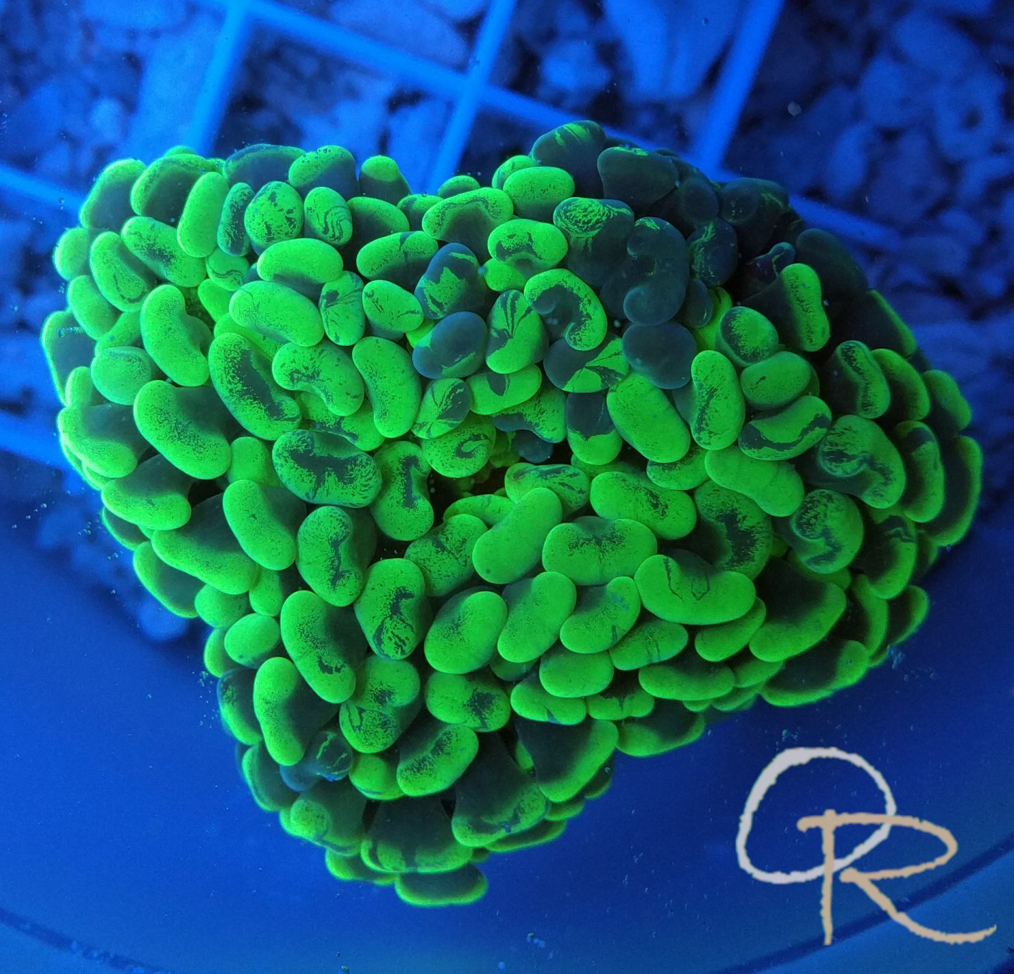 Branching Hammer Coral – Splatter