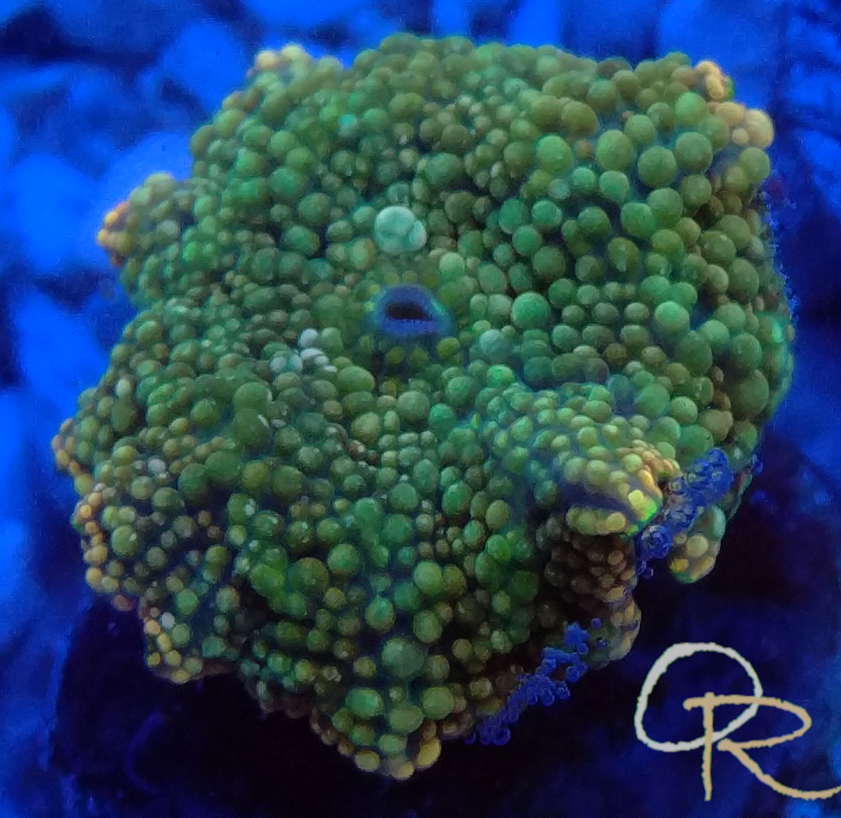 Orange-Rimmed Green Mushroom Coral