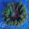Bubble Tip Anemone - Red and Green