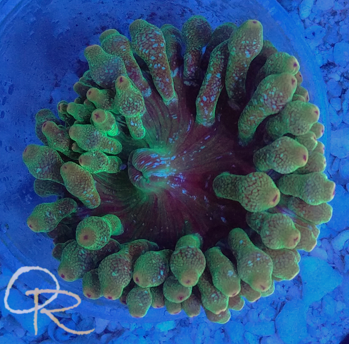 Bubble Tip Anemone – Red and Green