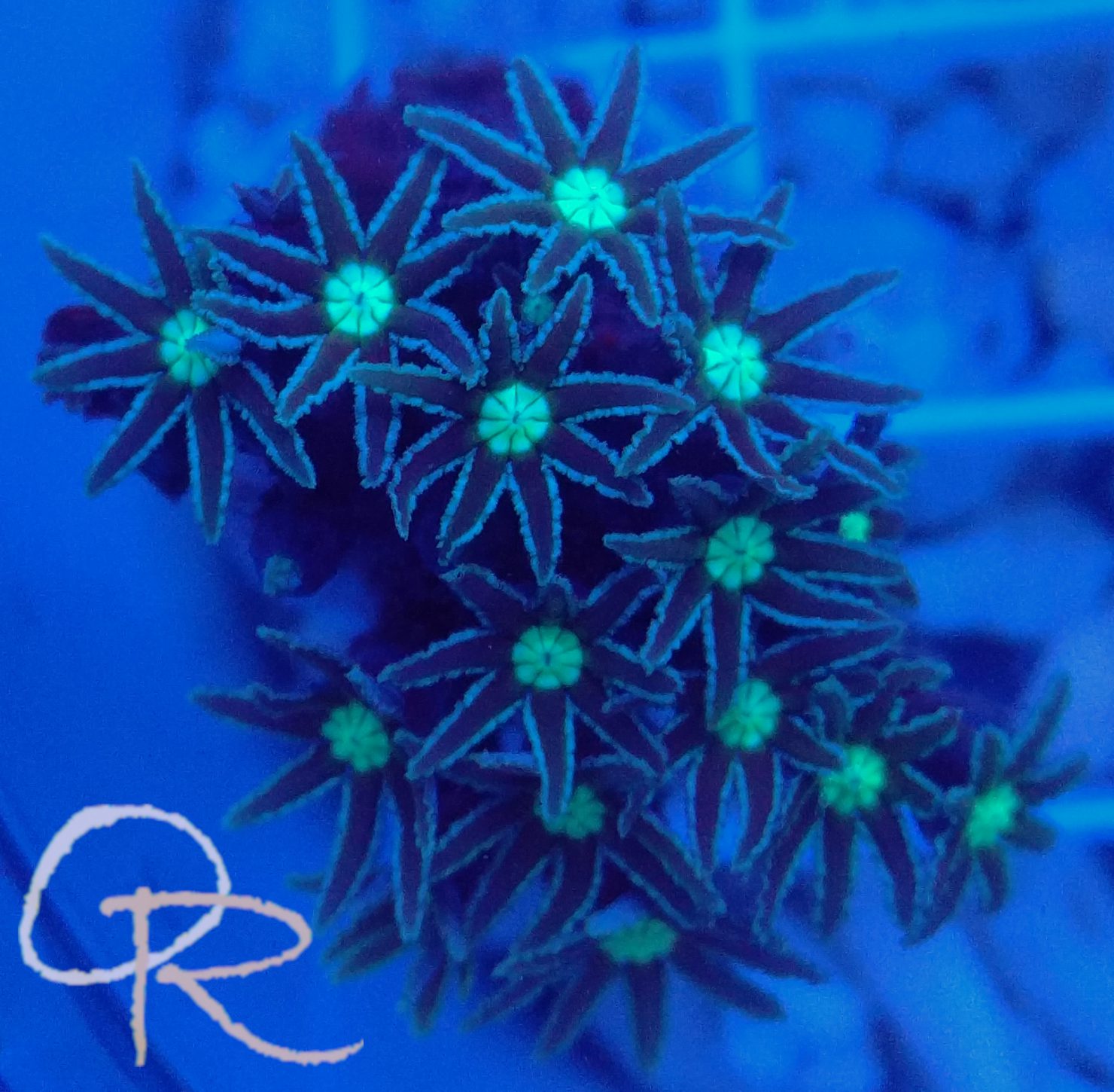 Pipe Organ Coral – Green-Eyed