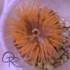 Indo-Pacific Rock Flower Anemone