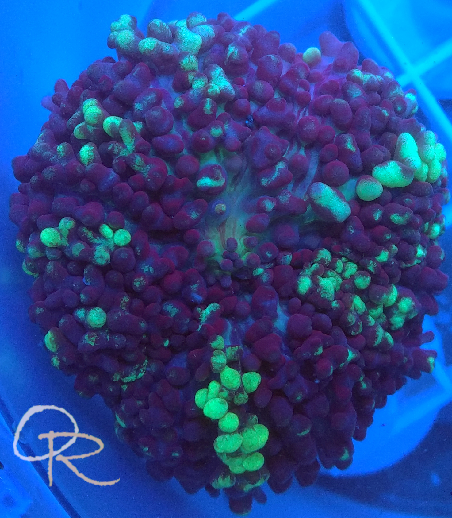 Hairy Purple Mushroom  with Neon Green Streaks