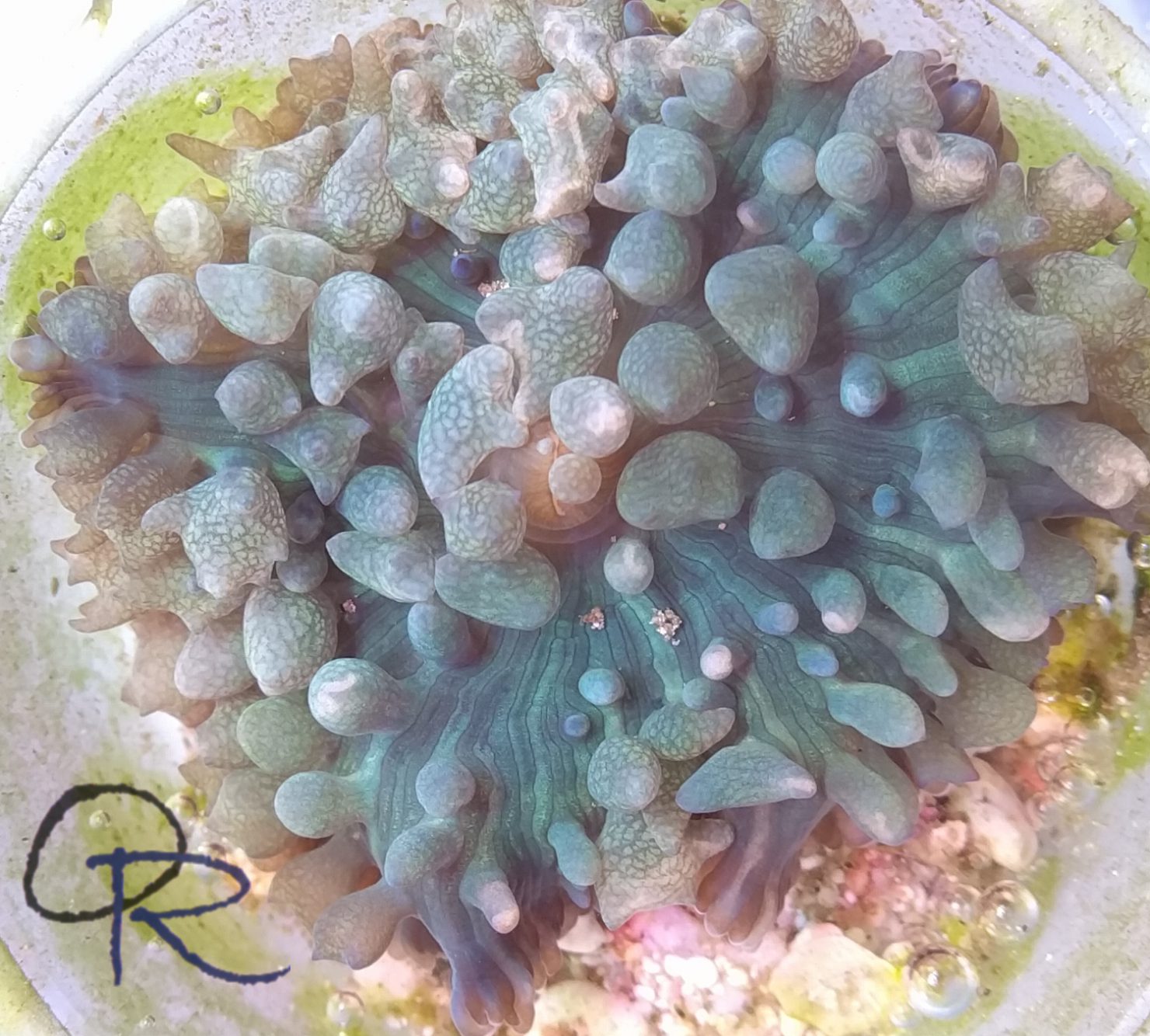St. Thomas Mushroom Coral – Assorted