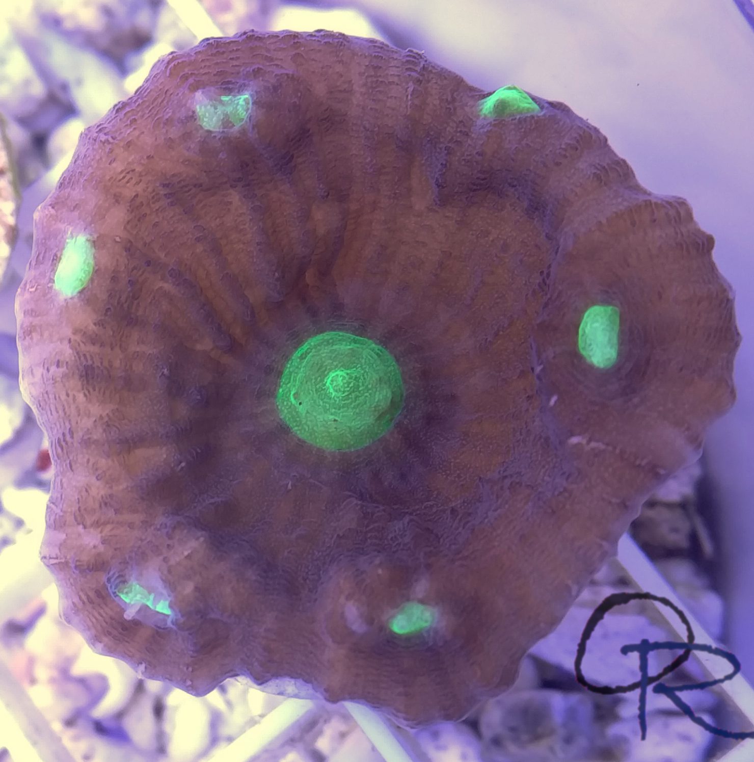 Chalice Coral – Alien Eye