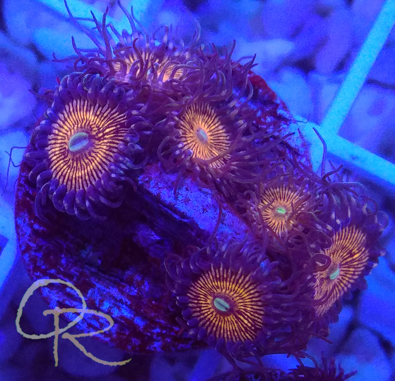 Zoanthids – Hairy People Eaters