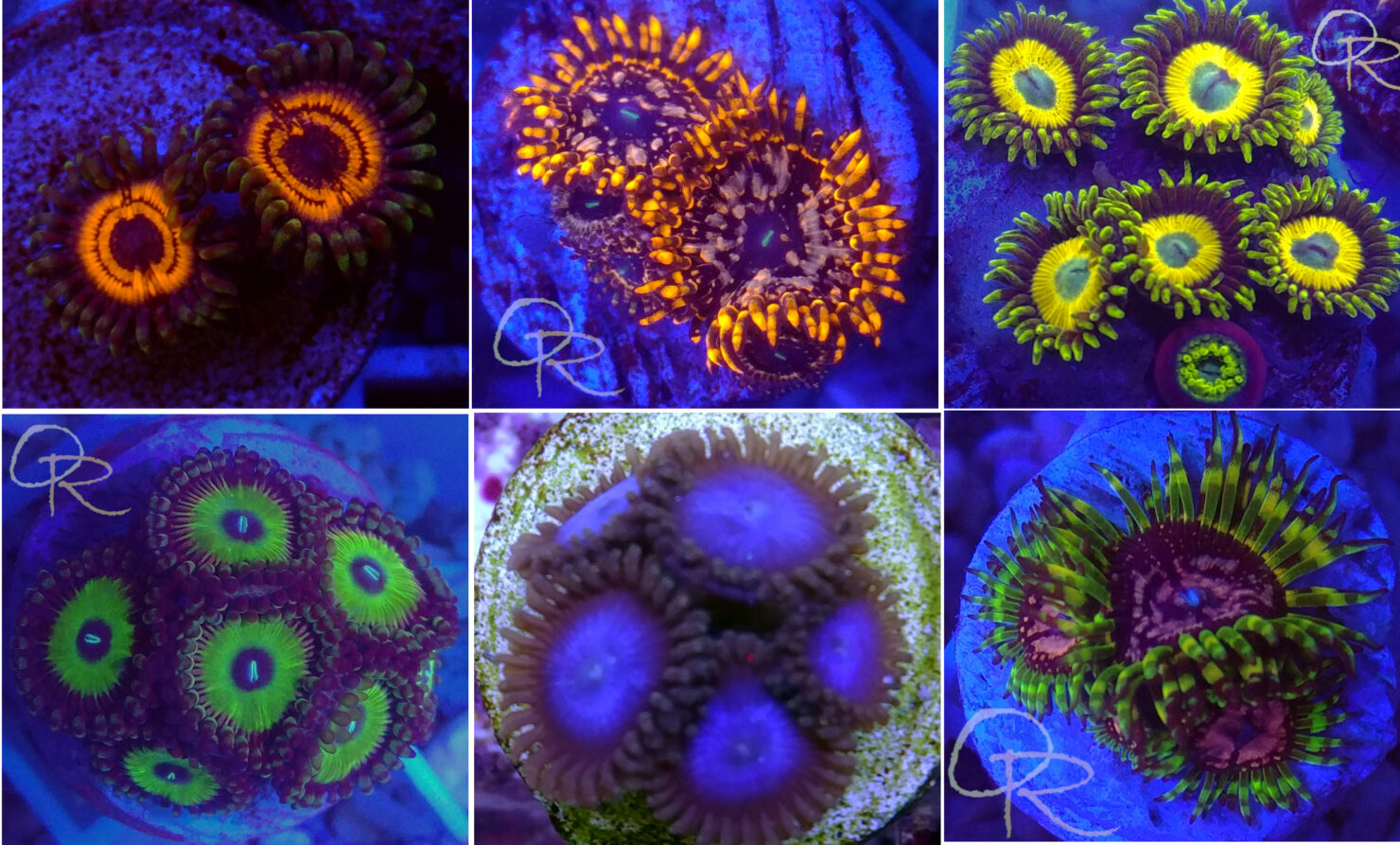 The Full Rainbow Zoanthids Six-Pack