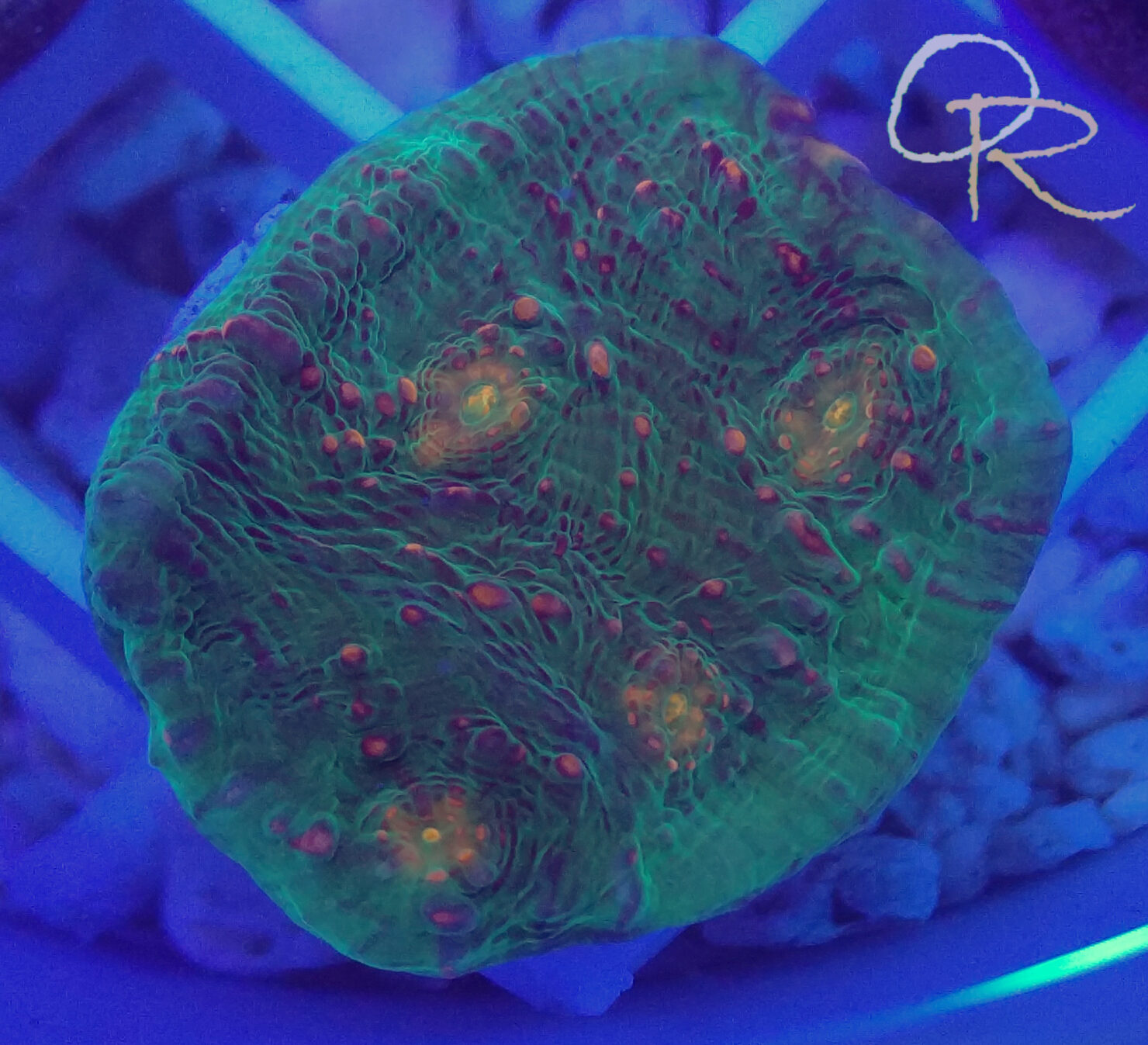 Chalice Coral – Green and Red